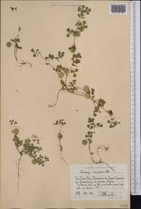 Medicago orbicularis (L.) Bartal., Middle Asia, Western Tian Shan & Karatau (M3) (Uzbekistan)