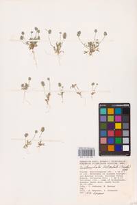 Ceratocephala orthoceras DC., Eastern Europe, Lower Volga region (E9) (Russia)