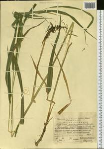 Phalaris arundinacea L., Eastern Europe, Eastern region (E10) (Russia)