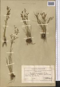Juncus compressus Jacq., Middle Asia, Northern & Central Tian Shan (M4) (Kazakhstan)