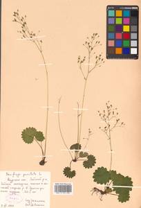 Micranthes nelsoniana subsp. aestivalis (Fisch. & C. A. Mey.) Elven & D. F. Murray, Siberia, Russian Far East (S6) (Russia)