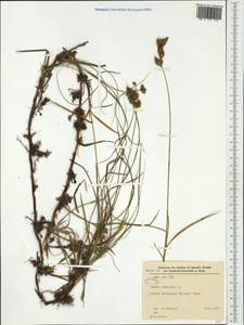 Carex arenaria L., Western Europe (EUR) (Germany)