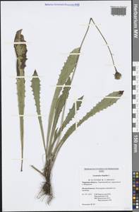 Leontodon hispidus L., Eastern Europe, North-Western region (E2) (Russia)