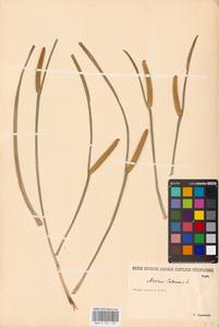 Acorus calamus L., Eastern Europe, Lower Volga region (E9) (Russia)