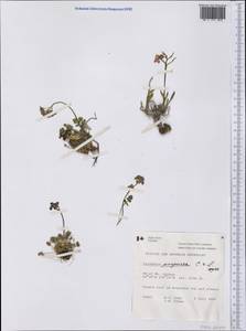 Cardamine purpurea Cham. & Schltdl., America (AMER) (Canada)