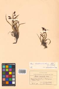 Carex microchaeta subsp. nesophila (Holm) D.F.Murray, Siberia, Russian Far East (S6) (Russia)