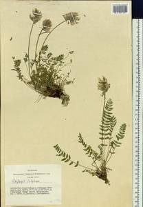 Oxytropis sulphurea (DC.)Ledeb., Siberia, Altai & Sayany Mountains (S2) (Russia)