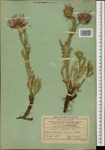 Carduus onopordioides Fisch. ex M. Bieb., Caucasus, Georgia (K4) (Georgia)