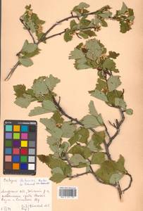 Crataegus dahurica (Dieck) Koehne, Siberia, Russian Far East (S6) (Russia)