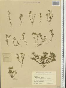 Scleranthus annuus L., Eastern Europe, Latvia (E2b) (Latvia)