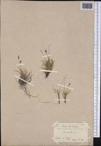 Carex capillaris L., America (AMER) (Greenland)