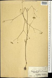 Bunium paucifolium DC., Caucasus, Azerbaijan (K6) (Azerbaijan)