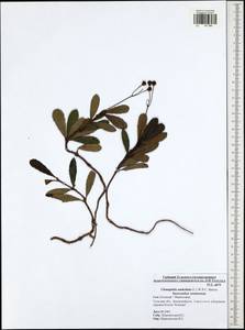 Chimaphila umbellata (L.) W. P. C. Barton, Eastern Europe, Central region (E4) (Russia)