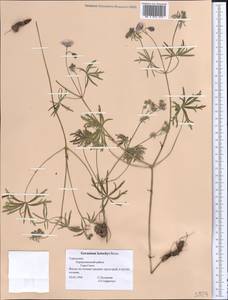 Geranium kotschyi Boiss., Middle Asia, Kopet Dag, Badkhyz, Small & Great Balkhan (M1) (Turkmenistan)
