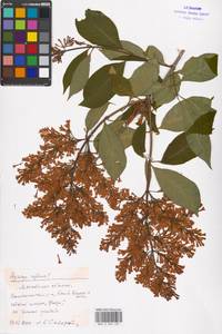 Syringa, Eastern Europe, Moscow region (E4a) (Russia)
