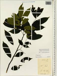 Sapindaceae, South Asia, South Asia (Asia outside ex-Soviet states and Mongolia) (ASIA) (Vietnam)