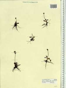 Micranthes nivalis (L.) Small, Siberia, Yakutia (S5) (Russia)