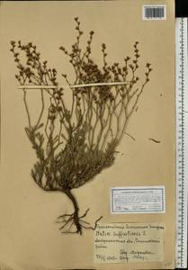 Limonium suffruticosum (L.) Kuntze, Eastern Europe, Lower Volga region (E9) (Russia)