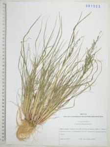 Eragrostis multicaulis Steud., Siberia, Russian Far East (S6) (Russia)