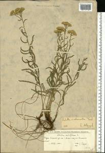 Achillea ×submicrantha Tzvelev, Eastern Europe, Lower Volga region (E9) (Russia)