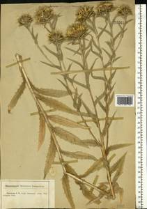 Carlina vulgaris L., Eastern Europe, Central forest-and-steppe region (E6) (Russia)