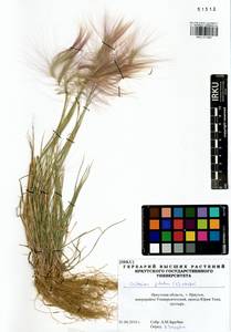 Hordeum jubatum L., Siberia, Baikal & Transbaikal region (S4) (Russia)