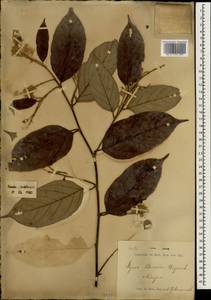 Styrax benzoin Dryand., South Asia, South Asia (Asia outside ex-Soviet states and Mongolia) (ASIA) (Indonesia)