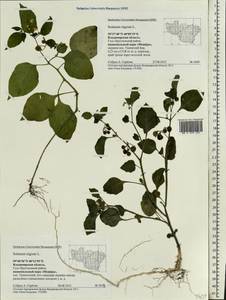 Solanum nigrum L., Eastern Europe, Central region (E4) (Russia)