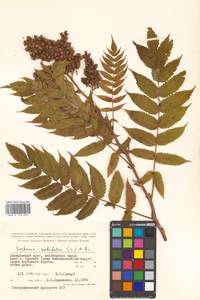 Sorbaria sorbifolia (L.) A. Braun, Siberia, Russian Far East (S6) (Russia)