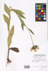 Rudbeckia hirta L., Eastern Europe, Moscow region (E4a) (Russia)