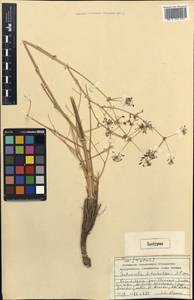 Autumnalia botschantzevii Pimenov, Middle Asia, Western Tian Shan & Karatau (M3) (Kazakhstan)