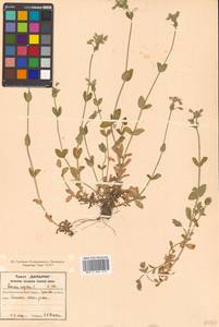 Cerastium holosteoides Fr., Siberia, Russian Far East (S6) (Russia)