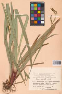 Carex pendula Huds., Eastern Europe, West Ukrainian region (E13) (Ukraine)