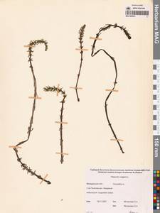 Hippuris vulgaris L., Siberia, Chukotka & Kamchatka (S7) (Russia)