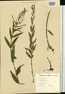 Epilobium parviflorum Schreb., Eastern Europe, West Ukrainian region (E13) (Ukraine)