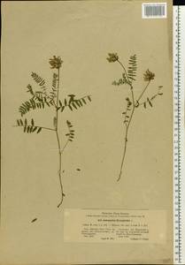 Astragalus danicus Retz., Eastern Europe, Estonia (E2c) (Estonia)