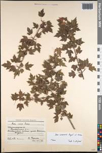 Acer tataricum subsp. semenovii (Regel & Herder) A. E. Murray, Eastern Europe, Lower Volga region (E9) (Russia)