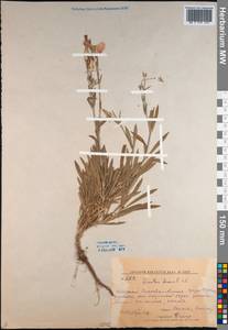 Dianthus chinensis L., Siberia, Russian Far East (S6) (Russia)
