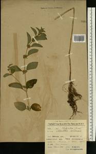 Mentha arvensis L., Eastern Europe, Western region (E3) (Russia)