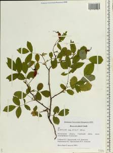 Rosa acicularis Lindl., Eastern Europe, Central forest region (E5) (Russia)