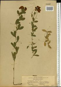 Lathyrus tuberosus L., Eastern Europe, Lower Volga region (E9) (Russia)