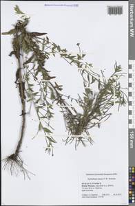 Epilobium lamyi F. W. Schultz, Eastern Europe, Moscow region (E4a) (Russia)