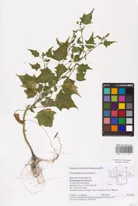 Chenopodiastrum hybridum (L.) S. Fuentes, Uotila & Borsch, Eastern Europe, Central region (E4) (Russia)