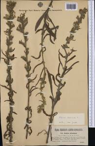 Echium italicum, Western Europe (EUR) (Hungary)