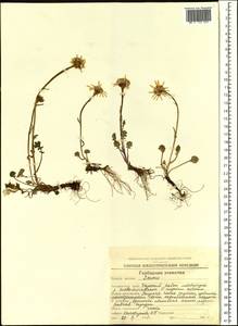 Packera heterophylla (Fisch.) E. L. Wiebe, Siberia, Chukotka & Kamchatka (S7) (Russia)