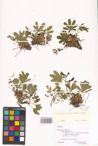 Potentilla humifusa Willd. ex D. F. K. Schltdl., Eastern Europe, Central forest-and-steppe region (E6) (Russia)