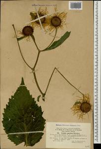Telekia speciosa (Schreb.) Baumg., Caucasus, Stavropol Krai, Karachay-Cherkessia & Kabardino-Balkaria (K1b) (Russia)