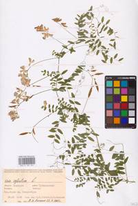 Vicia sylvatica L., Eastern Europe, Eastern region (E10) (Russia)