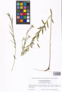 Erysimum odoratum Ehrh., Eastern Europe, Moscow region (E4a) (Russia)