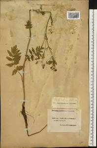 Pastinaca sativa L., Eastern Europe, South Ukrainian region (E12) (Ukraine)